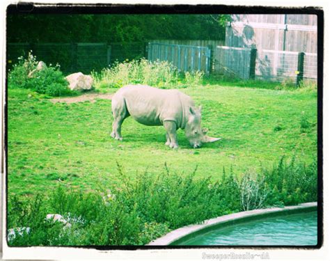 A 4 Legged Rhino By Sweeperrosalie On Deviantart