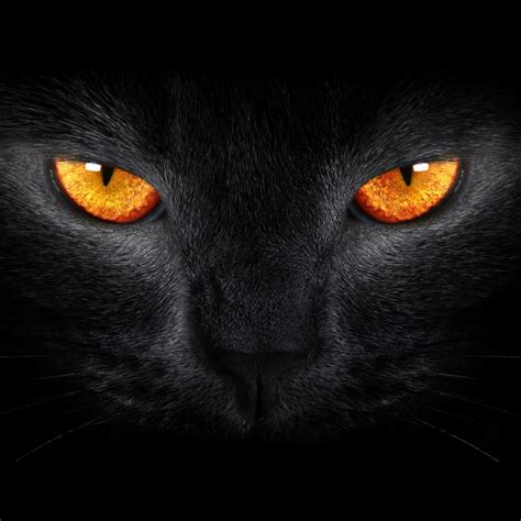 Chọn Lọc 45 Hình ảnh Black Cat Avatar Vn