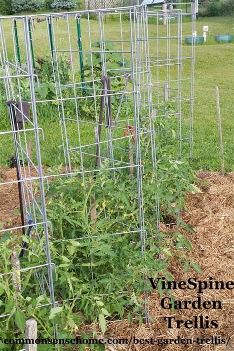 5 Terrific Tomato Trellis Ideas For Easy Harvesting Tomato Trellis Diy Garden Trellis