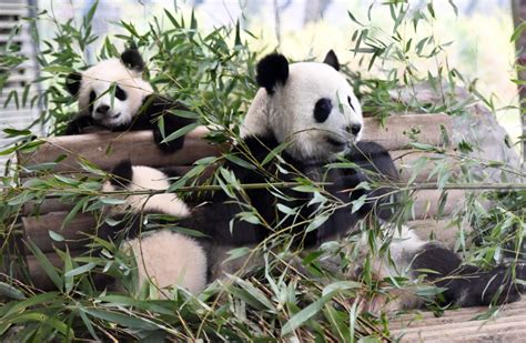 Two Pandas Mate After 10 Years During Zoo Closure Amid Coronavirus