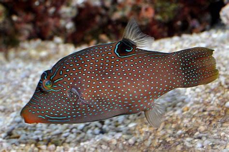 Canthigaster Papua
