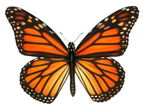 Monarch Butterfly Painting By Judy Unger Monarch Butterfly Tattoo