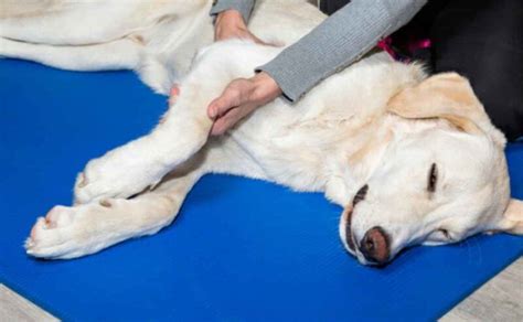 How To Recognize And Manage Arthritis In Dogs Canine Campus Dog
