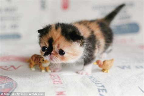 Meet Memebon The Cutest Kitten In The World The Paris Cat
