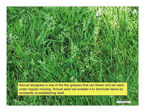 Vegetative Identification Of Common Turfgrasses In The Pacific Northw