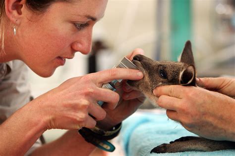治疗病人澳大利亚动物园野生动物医院 全球捐助 卡塔尔世界杯决赛投注