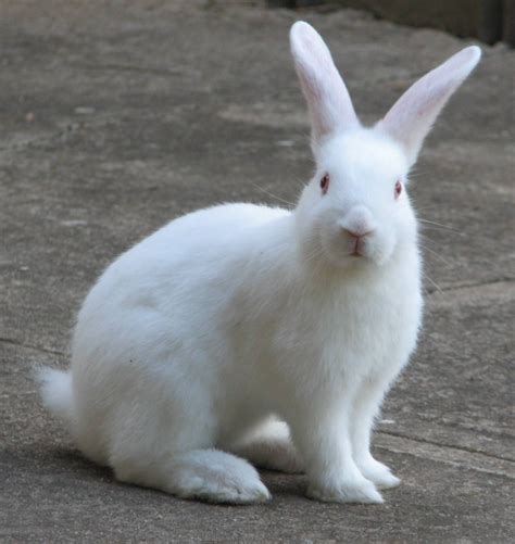 Red Eyed Rabbits For Sale In Lahore Pets For Sale In Pakistan