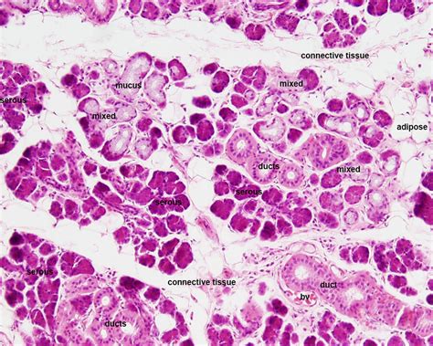 Submaxillary Gland Duct Histology