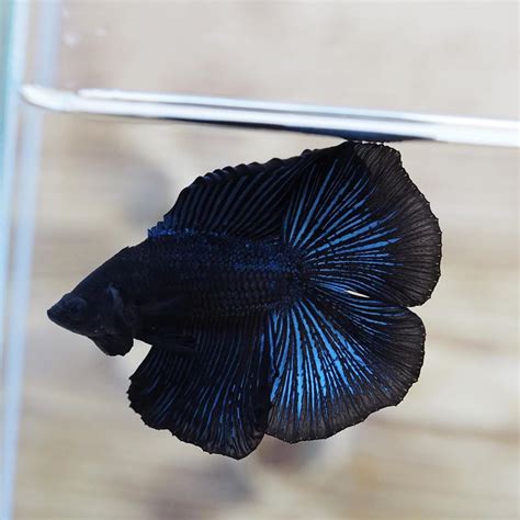 The Best Live Male Black Over Halfmoon Double Tail Betta Fish With Blue