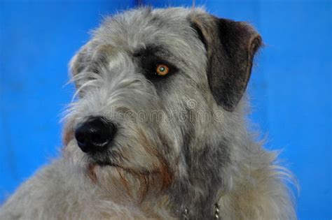 Irish Wolfhound Dog Stock Image Image Of Friend Carnivore 2214555