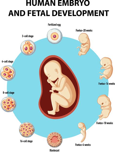 Human Embryo And Fetal Development Infographic 6153890 Vector Art At