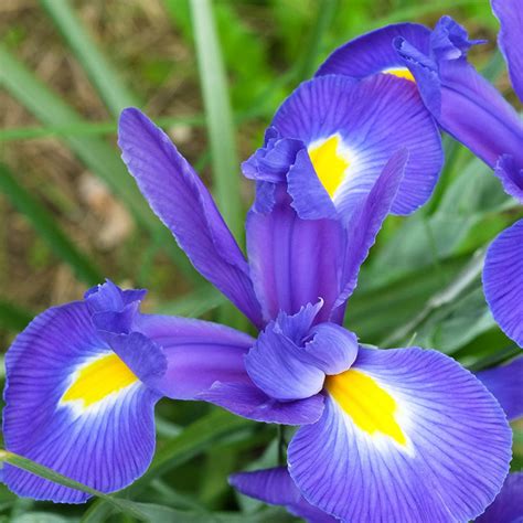 Dutch Iris Mix 45flower Bulbs