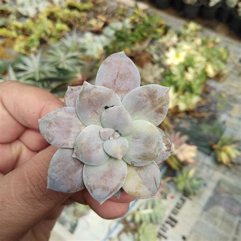 Graptopetalum Pentandrum Superbum Variegated