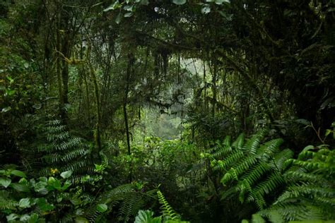 Top 10 Dangerous Jungle Plants You Should Know Nayturr