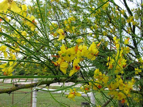 West Texas Flowering Tree