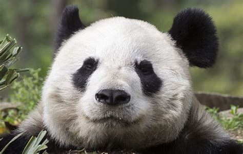 10 Facts About Pandas National Geographic Kids