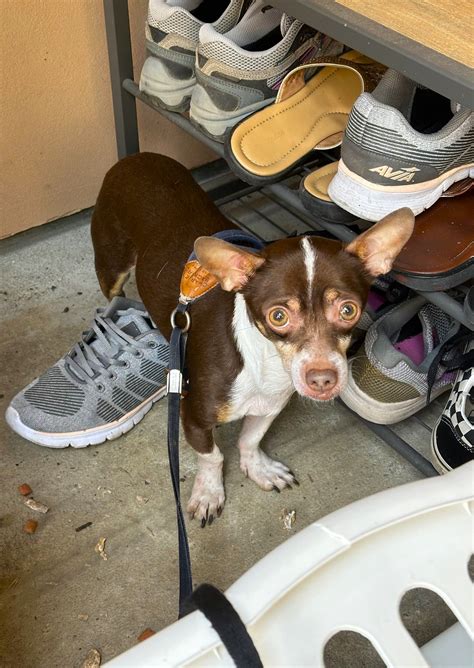 PawBoost - Reunited in San Jose, CA! "My wife and I were...