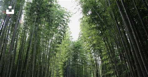 Green Bamboo Trees During Daytime Photo Free Damyang Image On Unsplash