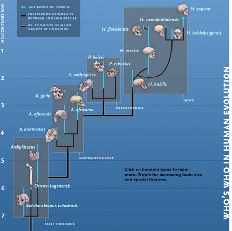 Human Evolution.swf / Evolusi Manusia