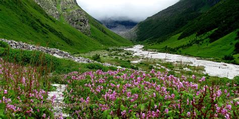 Valley Of Flowers Wallpapers Top Free Valley Of Flowers Backgrounds