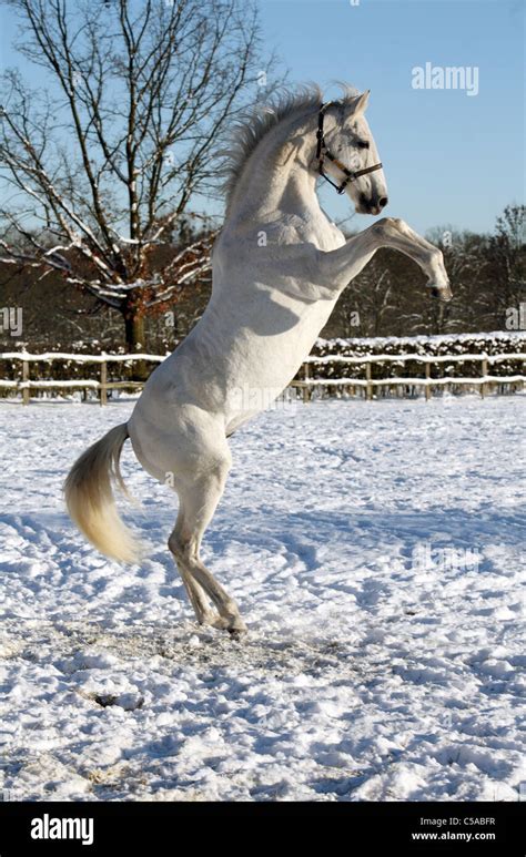 A White Horse Rearing In A Paddock Stock Photo Alamy