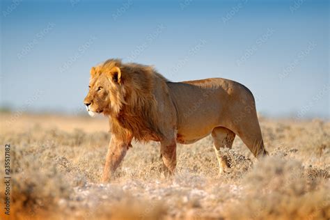 Fototapeta Duży Lew Z Grzywą W Etosha Namibia Lew Afrykański