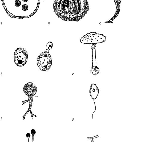 Pdf Fungal Diversity