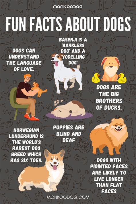 Fun Facts About Dogs Monkoodog