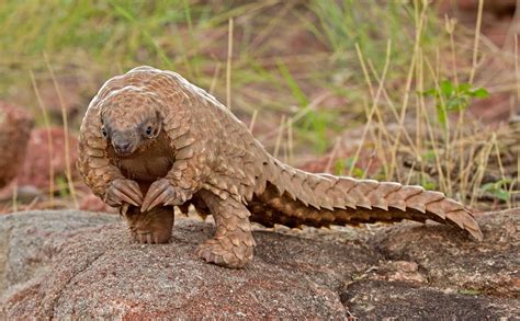 Gallery - Pangolin
