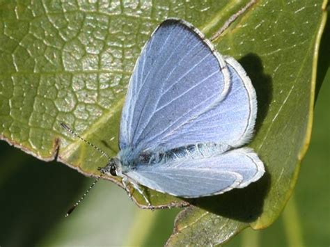 Celastrina Argiolus Holly Blue Eurobutterflies