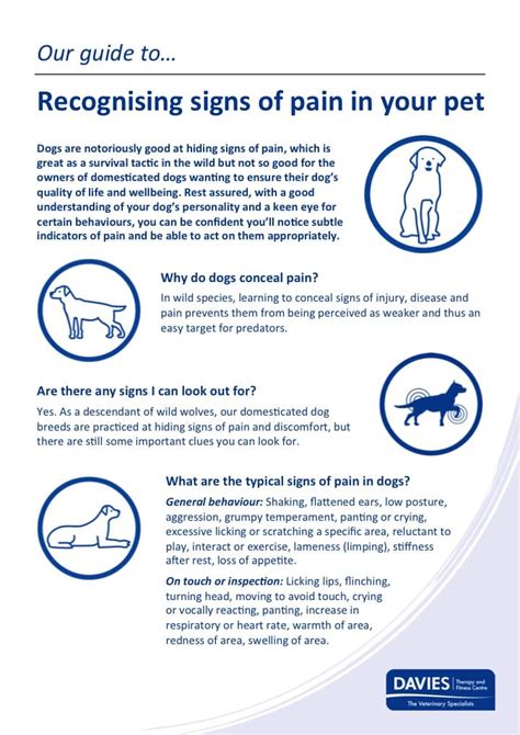 Recognising Signs Of Pain In Your Pet Davies Therapy And Fitness Centre