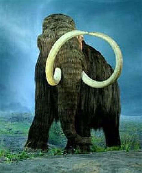 Woolly Mammoth Discovery Yields Blood Sample Cbc News