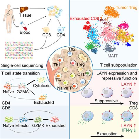 Landscape Of Infiltrating T Cells In Liver Cancer Revealed By Single