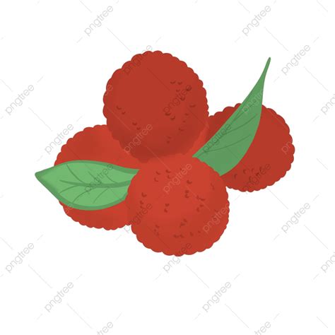 Bayberry Hd Transparent Red Bayberry Tropical Fruit Hand Painted