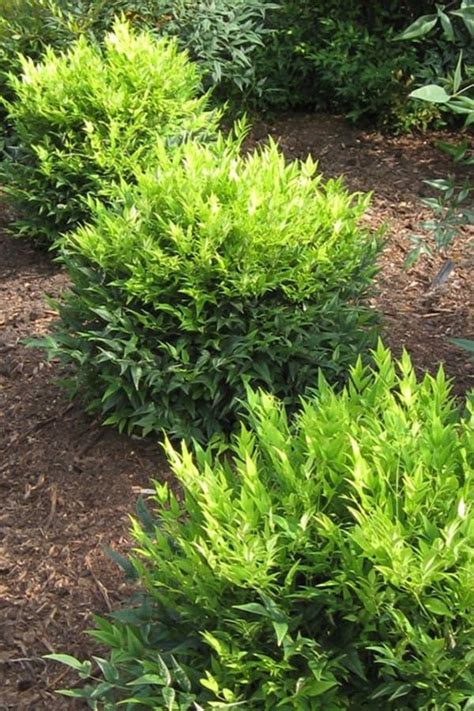 Lemon Lime Nandina Southern Living Plants