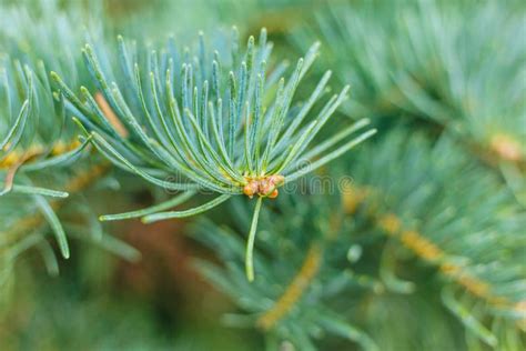 Macro Shot Of Pine Tree Leaves Stock Image Image Of Green Horizontal