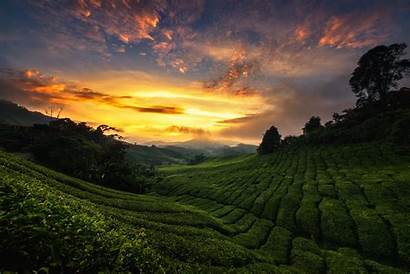Tea Plantation Landscape Wallpapers Nature Sky Background