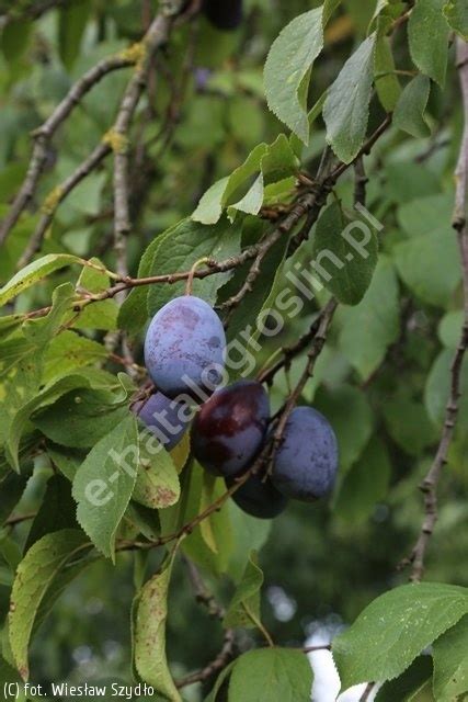 Prunus Domestica Węgierka Zwykła śliwa Węgierka Zwykła Katalog