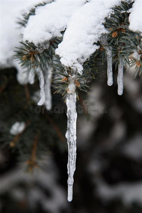 Closeup Of Icicles Hanging From Branch Of Pine Tree At Sunset Stock