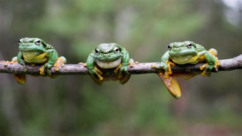 World Frog Day Sydneys Wet Weather Brings Out Hundreds Of Frogs The