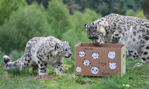 Snow Leopard Cubs Celebrate First Birthday With Pinata Of Treats At