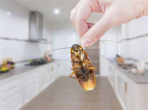 The treatment consists of applying. How To Get Rid Of Cockroaches In Kitchen Cabinets ...