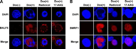 Effects Of Hsp90 Inhibitors On The Subcellular Localization Of Balf5