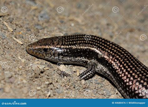 Gran Canaria Skink Chalcides Sexlineatus Stock Photo Image Of