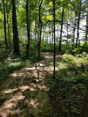 Forest Bathing In The Trails Of South Haven South Haven Visitors Bureau South Haven Visitors