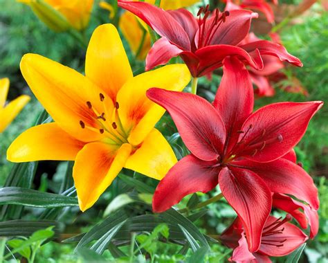 Daleth need to be attacked while it is near defeat in order to break its shield? Know Your Lilies: Asiatics, Orientals, Trumpets and More ...