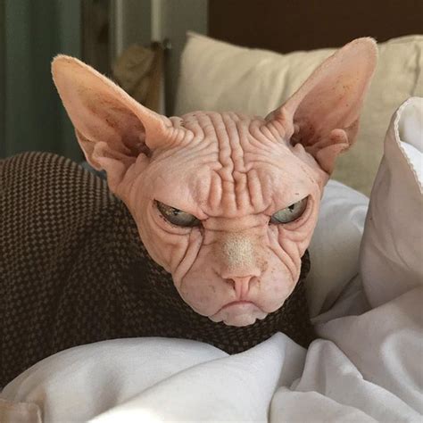 Meet Loki The Worlds Grumpiest Sphynx Cat Ugly Cat Cute Hairless