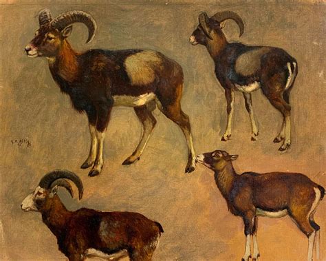 Le Mouflon A Muvra Collections Musée De La Corse