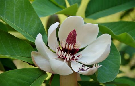 Magnolia Tree Ornamental Free Photo On Pixabay