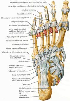The hindfoot comprises of the ankle joint found at the bottom of the leg and is where the end of the tibia and fibula meet the ankle bone. Ligaments Of The Foot | Tendons In The Foot ~ wedding love ...